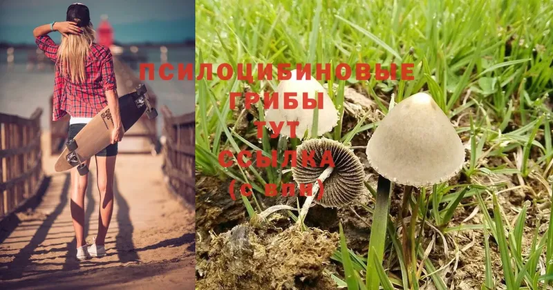 Галлюциногенные грибы Psilocybe Красновишерск